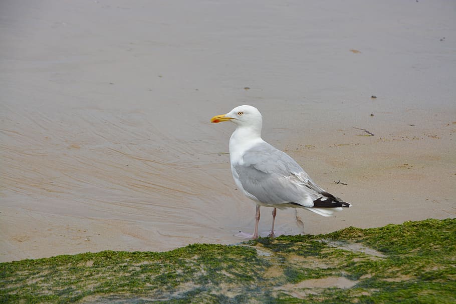 gull, seagull, beach, seaside, flying bird, animal, nature HD wallpaper