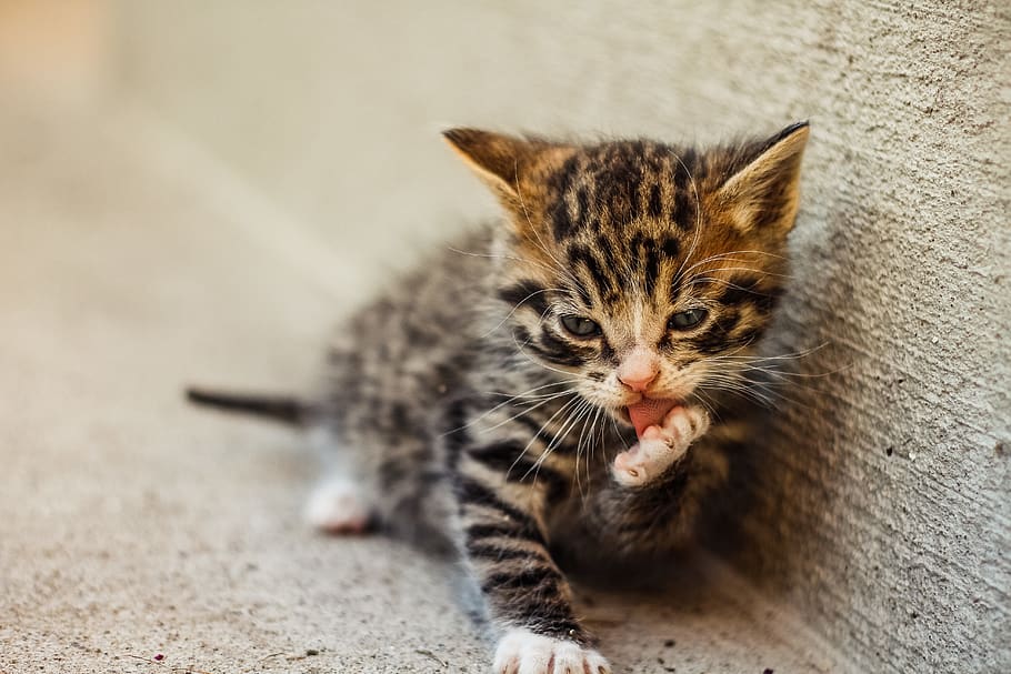 gray tabby kitten lying beside concrete wall, animal themes, domestic HD wallpaper