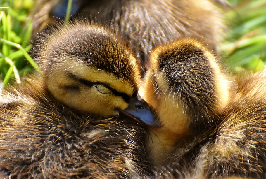 mallard, ducklings, snuggle, sleep, chicks, cute, small, little HD wallpaper