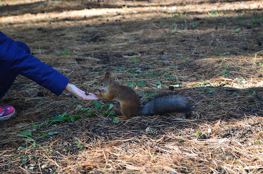 squirrel, nature, forest, photo, mammal, field, animal wildlife HD wallpaper