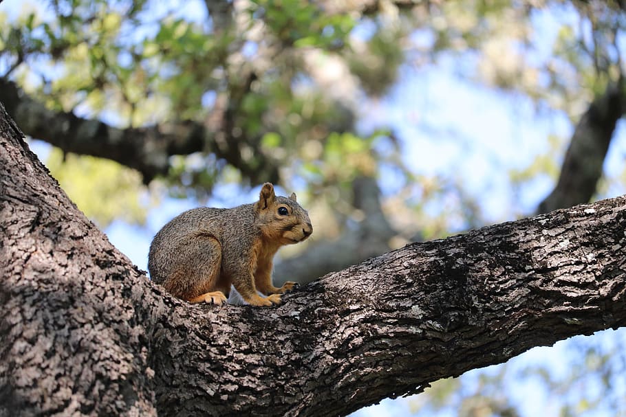 squirrel, brown, tree, wild, rodent, cute, backyard, animal wildlife HD wallpaper