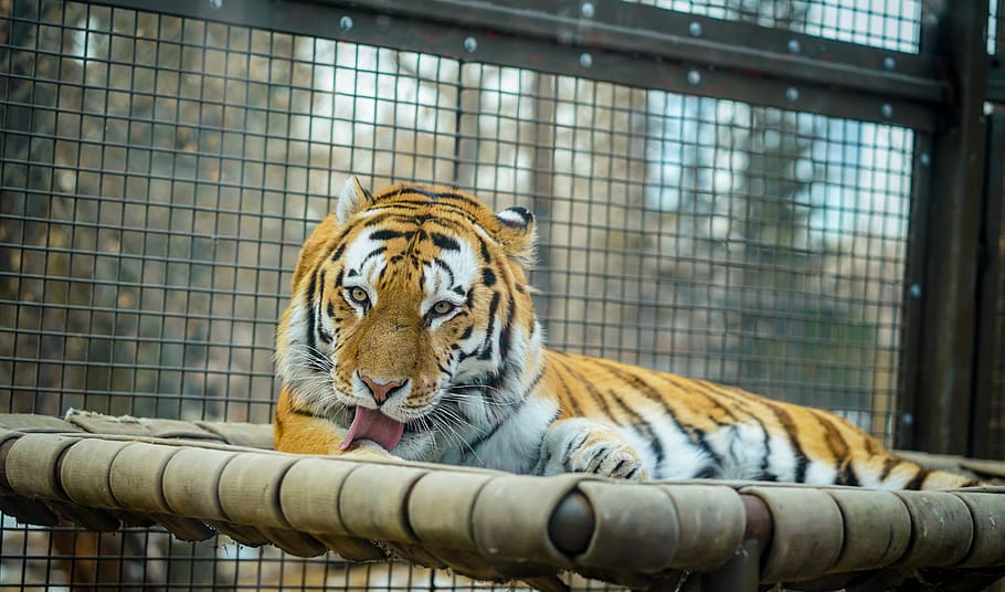 adult tiger lying in cage, animal, mammal, wildlife, tongue, cat family