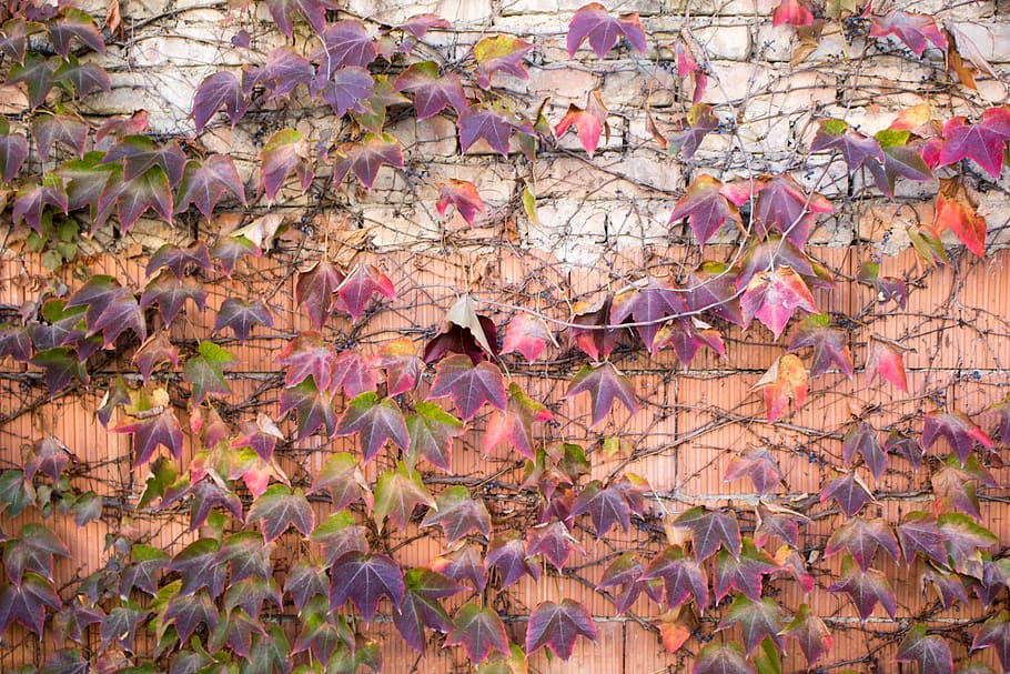 austria, vienna, mural wall, autumn, autumn colors, orange HD wallpaper