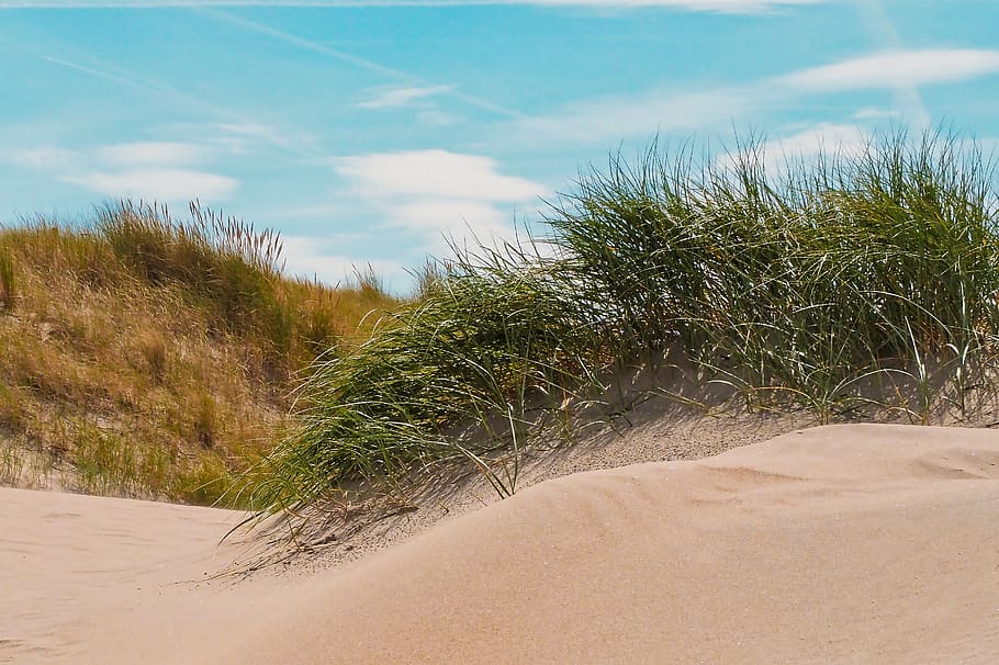 beach, dune, sand, sea, north sea, vacations, nature, summer HD wallpaper