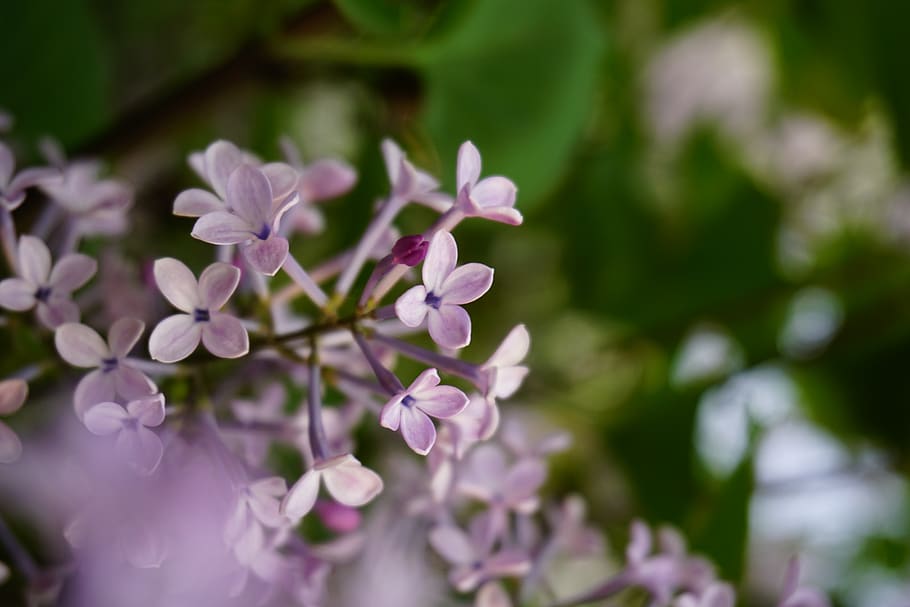 flower, plant, flowering plant, fragility, vulnerability, growth HD wallpaper