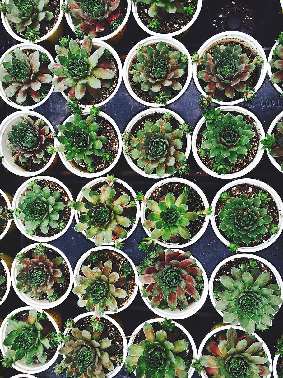 succulent, plat, pot, gardening, nursery, propagation, horticulture HD wallpaper