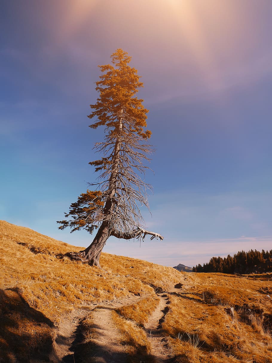 landscape, alm, alpe, tree, nature, sky, alpine, hike, hiking HD wallpaper