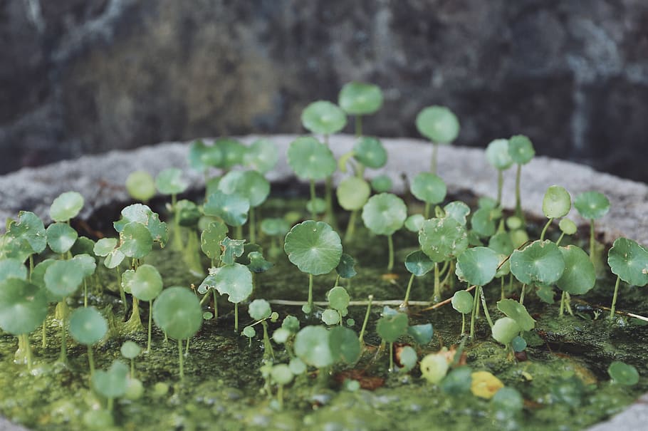 growth, plant, selective focus, green color, day, freshness HD wallpaper