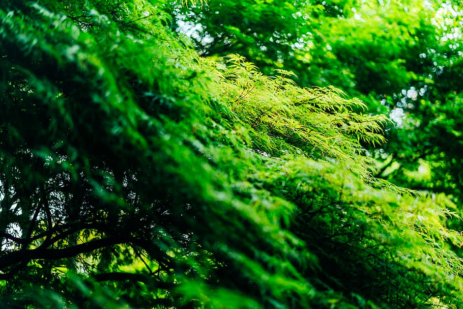 green-leafed tree, plant, moss, vegetation, fern, outdoors, land HD wallpaper
