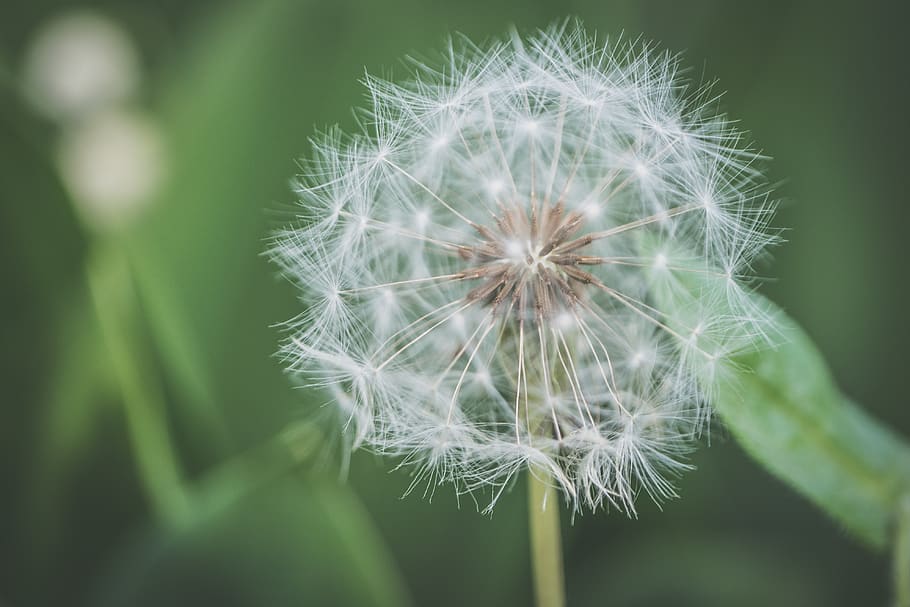 Shallow Focus Photography of White Dandelion Flower, beautiful HD wallpaper