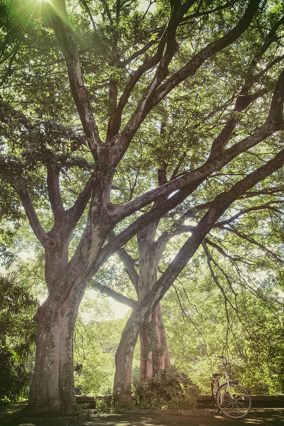 green leaf tree, plant, tree trunk, nature, growth, no people HD wallpaper