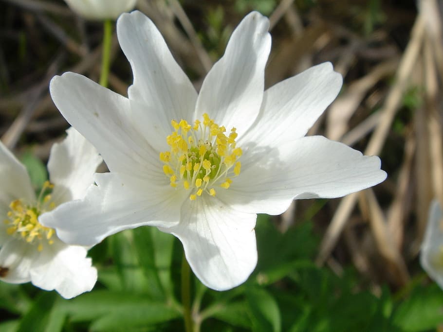 fresh, anemone, flower, nature, fragrance, garden, blooming HD wallpaper