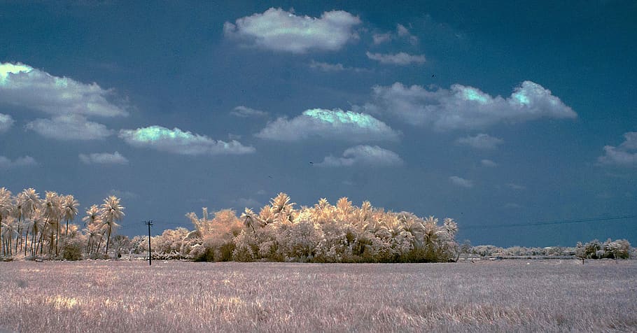 india, chennai, 9, plant, sky, tree, cloud - sky, landscape HD wallpaper