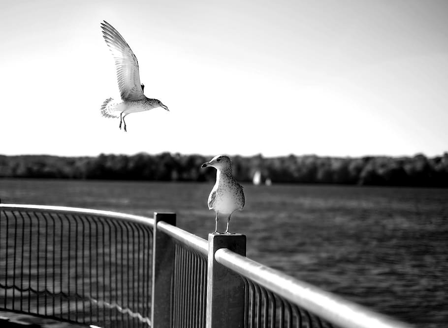 grayscale photo of two birds, seagull, animal, hamilton, canada, HD wallpaper