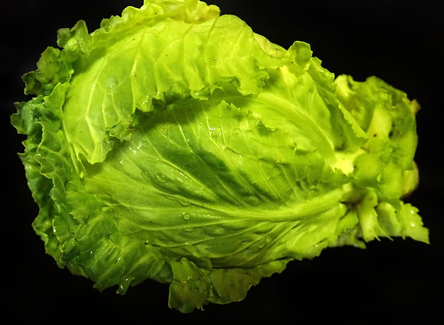 cabbage, green, vegetable, fresh, organic, nature, healthy eating HD wallpaper