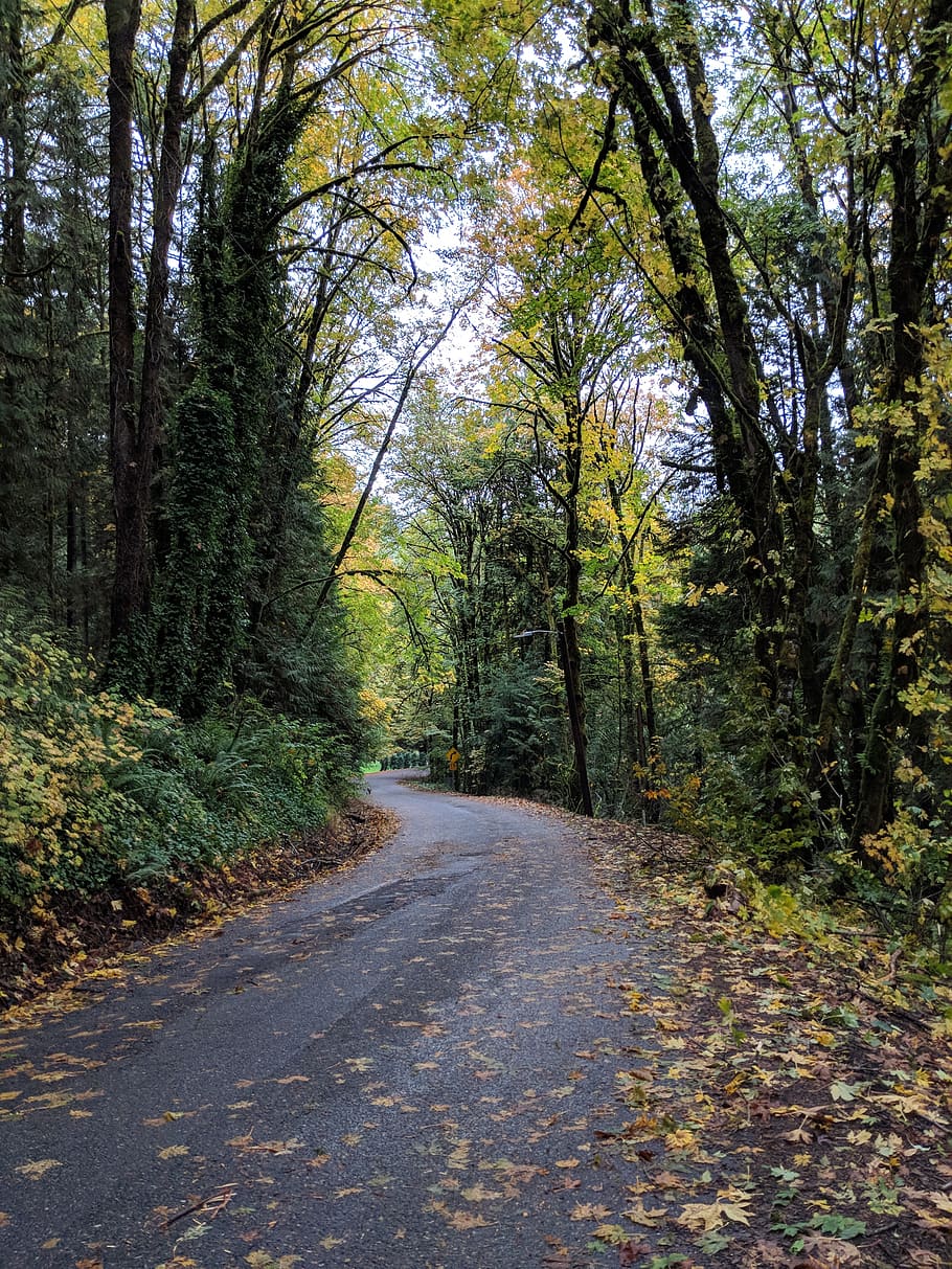 forest, oregon, northwest coastal area, fall season, street, HD wallpaper