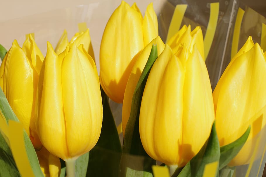 tulip, flower, spring, yellow, tulips, nature, bouquet, blossom HD wallpaper