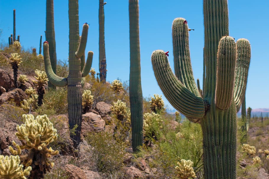 saguaro national park, desert, cactus, needles, arizona, succulent plant, HD wallpaper
