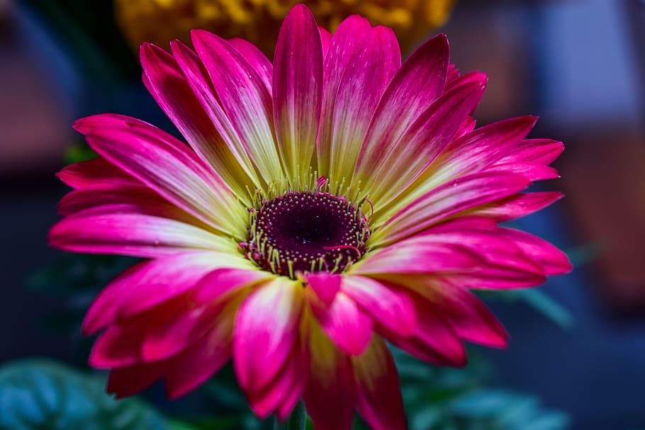 gérbela, petals, flowering plant, vulnerability, fragility HD wallpaper