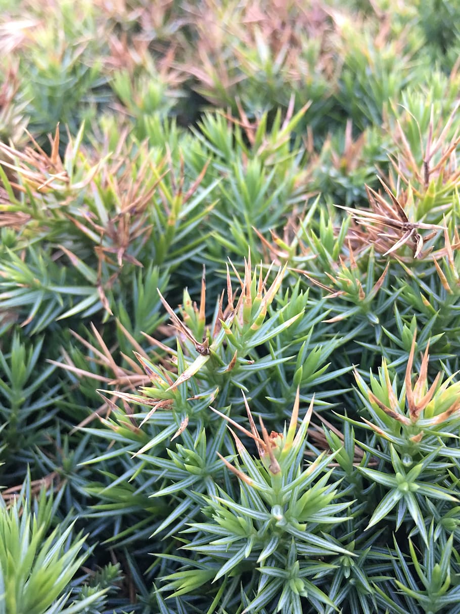 grass, plant, growth, green color, beauty in nature, day, close-up HD wallpaper