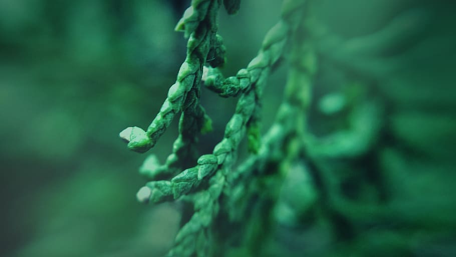 leaves, macro, bluish, green, green color, close-up, rope, no people HD wallpaper
