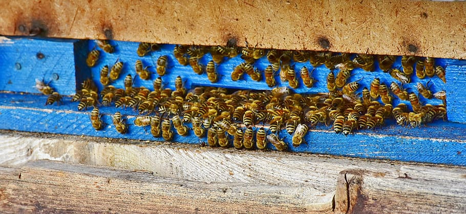 bees, beehive, honey, insect, honey bee, beekeeping, animal HD wallpaper