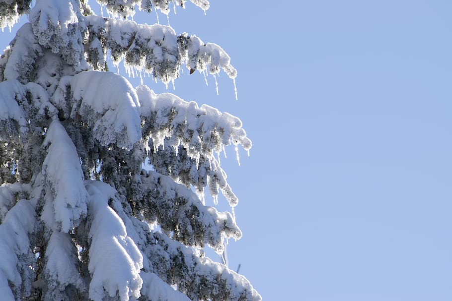 snow, winter, pinetree, sky, low angle view, cold temperature, HD wallpaper