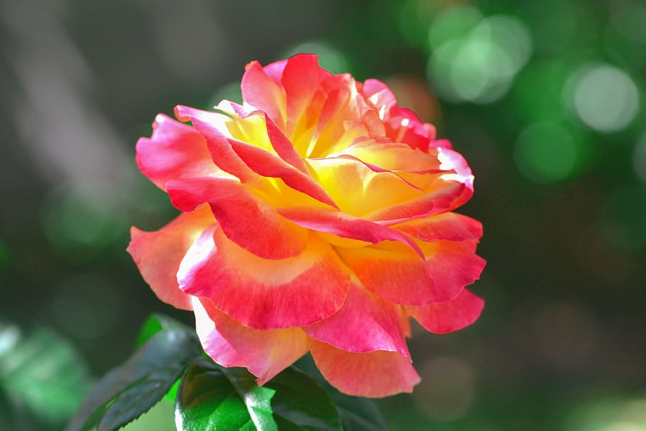 nature, flower, flora, leaf, garden, rose, plante, flowering plant HD wallpaper