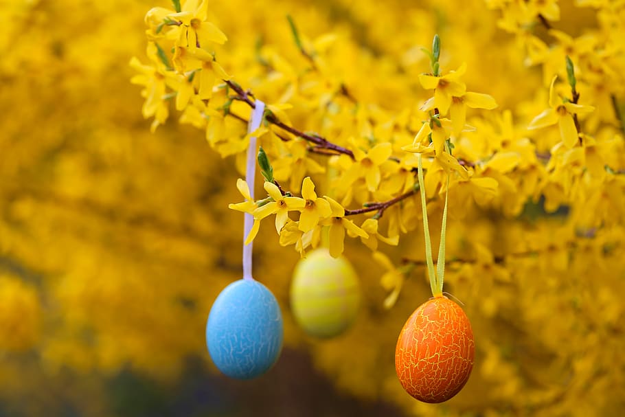 easter, egg, flowers, yellow, blooming, branch, prazdnichny HD wallpaper