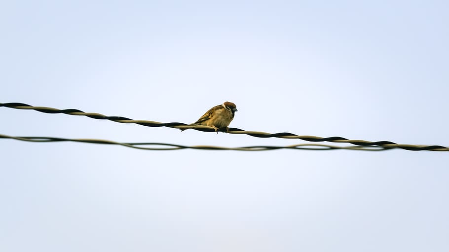 sparrow, sank, beans, sharing, bird, animal, animal themes HD wallpaper