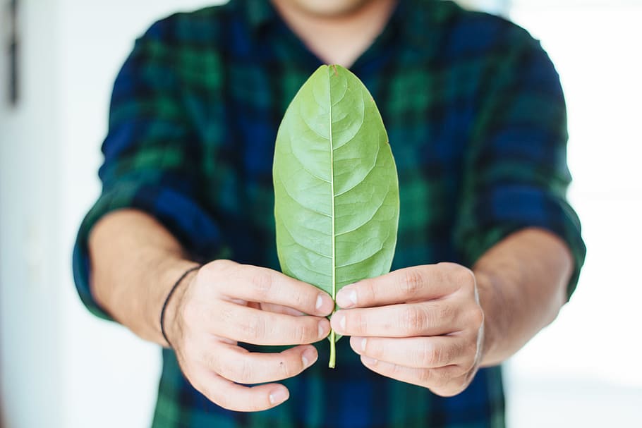 man holding green leaf, human, person, people, clothing, blazer HD wallpaper