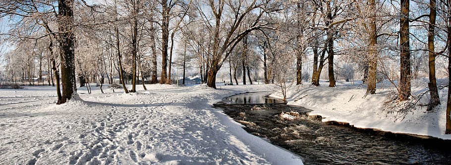 black hangcha, river, nature, tree, winter, snow, cold temperature HD wallpaper