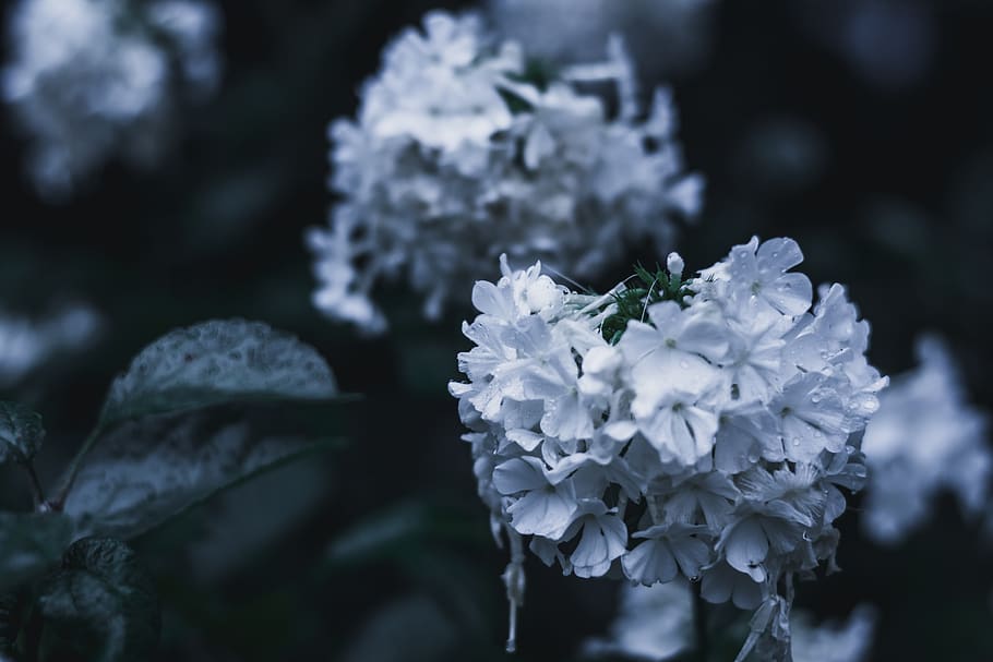 flower, nature, spring, tree, white, winter, snow, plant, blossom HD wallpaper