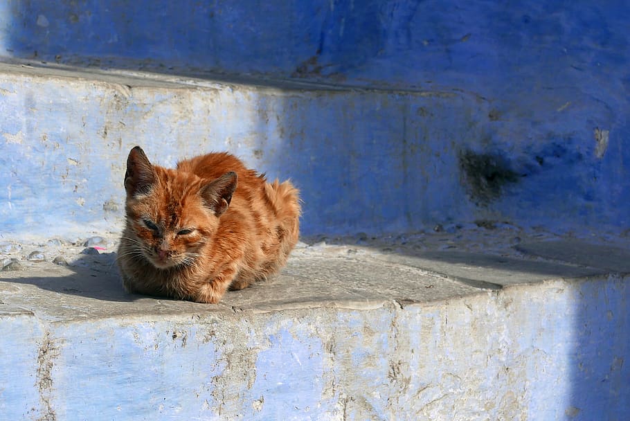 Hd Wallpaper Blue Morocco Tourism Trap Cat Cats Arabic Africa Architecture Wallpaper Flare