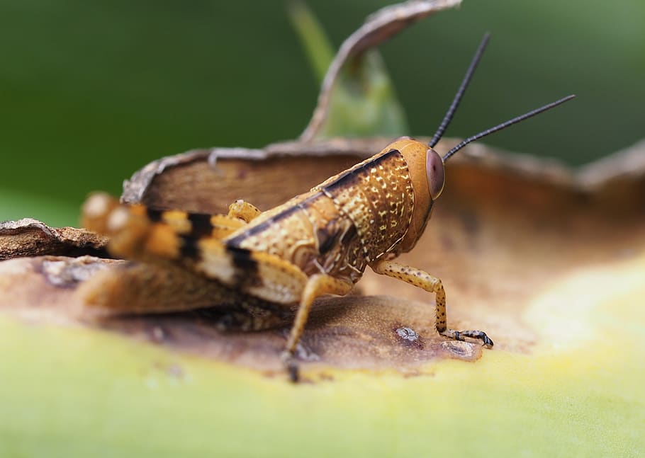 grasshopper, insect, macro, bug, nature, animal, alive, close-up HD wallpaper
