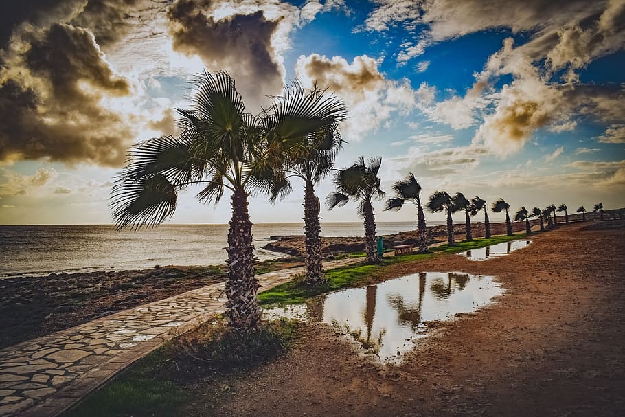 trees, path, palm trees, nature, landscape, autumn, mood, rainy day HD wallpaper