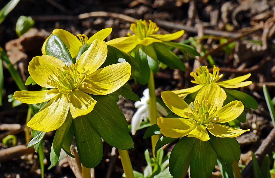 winter linge, february, sun, shadow, blossomed, early spring HD wallpaper