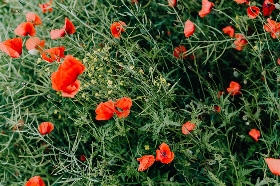 A field of Red Poppies, summer, flowers, green, nature, bloom HD wallpaper