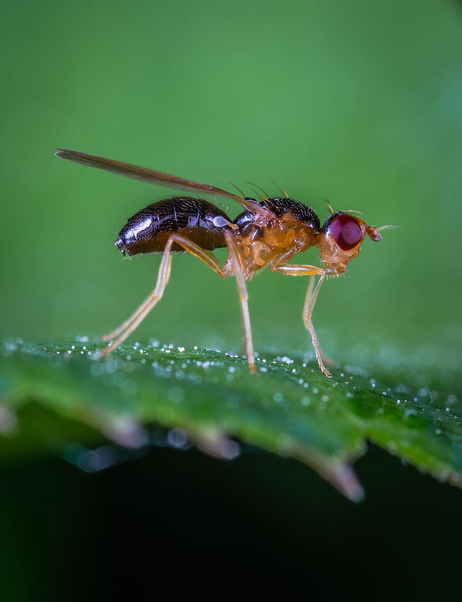 Macro Photo Of Robber Fly On Green Leaf, bug, close-up, insect HD wallpaper