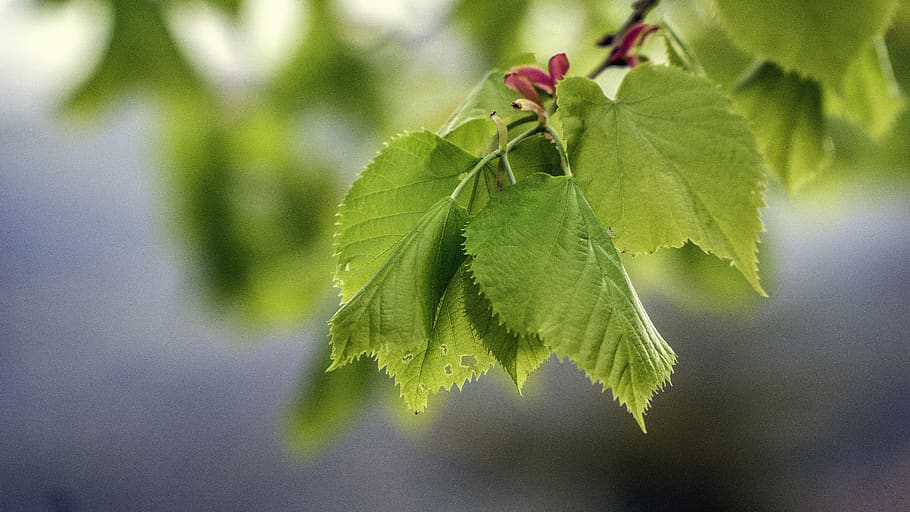 leaves, tree, nature, green, branches, forest, bright, plant HD wallpaper