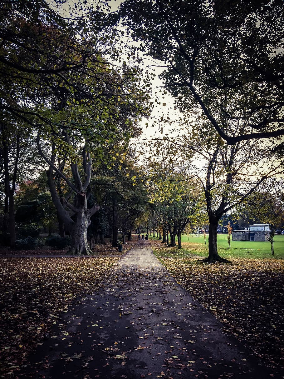 tree, plant, tree trunk, horsforth, tarmac, asphalt, ground HD wallpaper