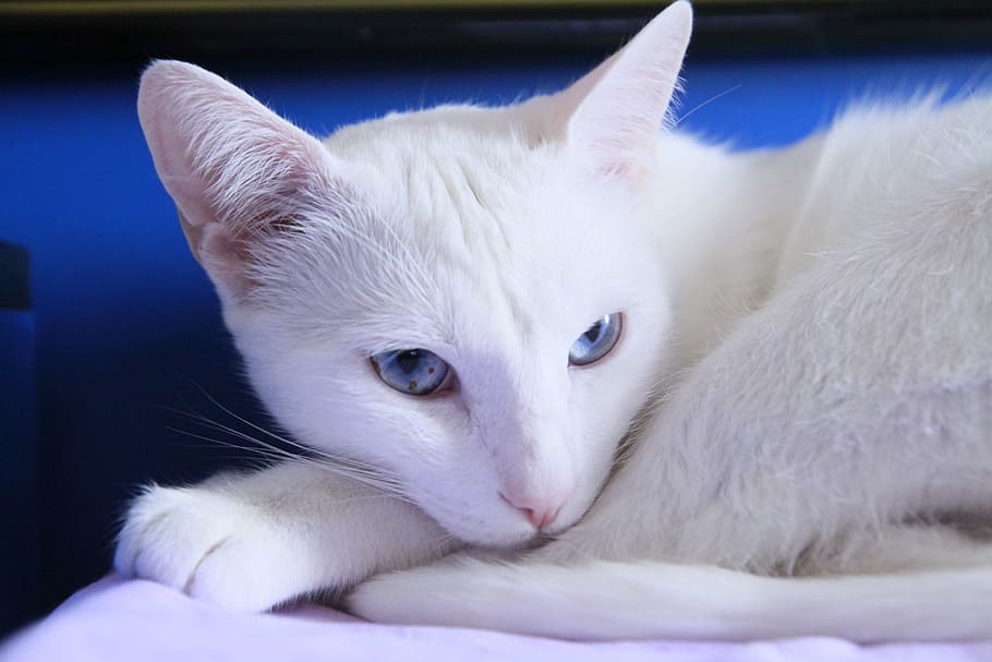 cats, white, angora, lazy, cute, domestic, pets, domestic animals HD wallpaper