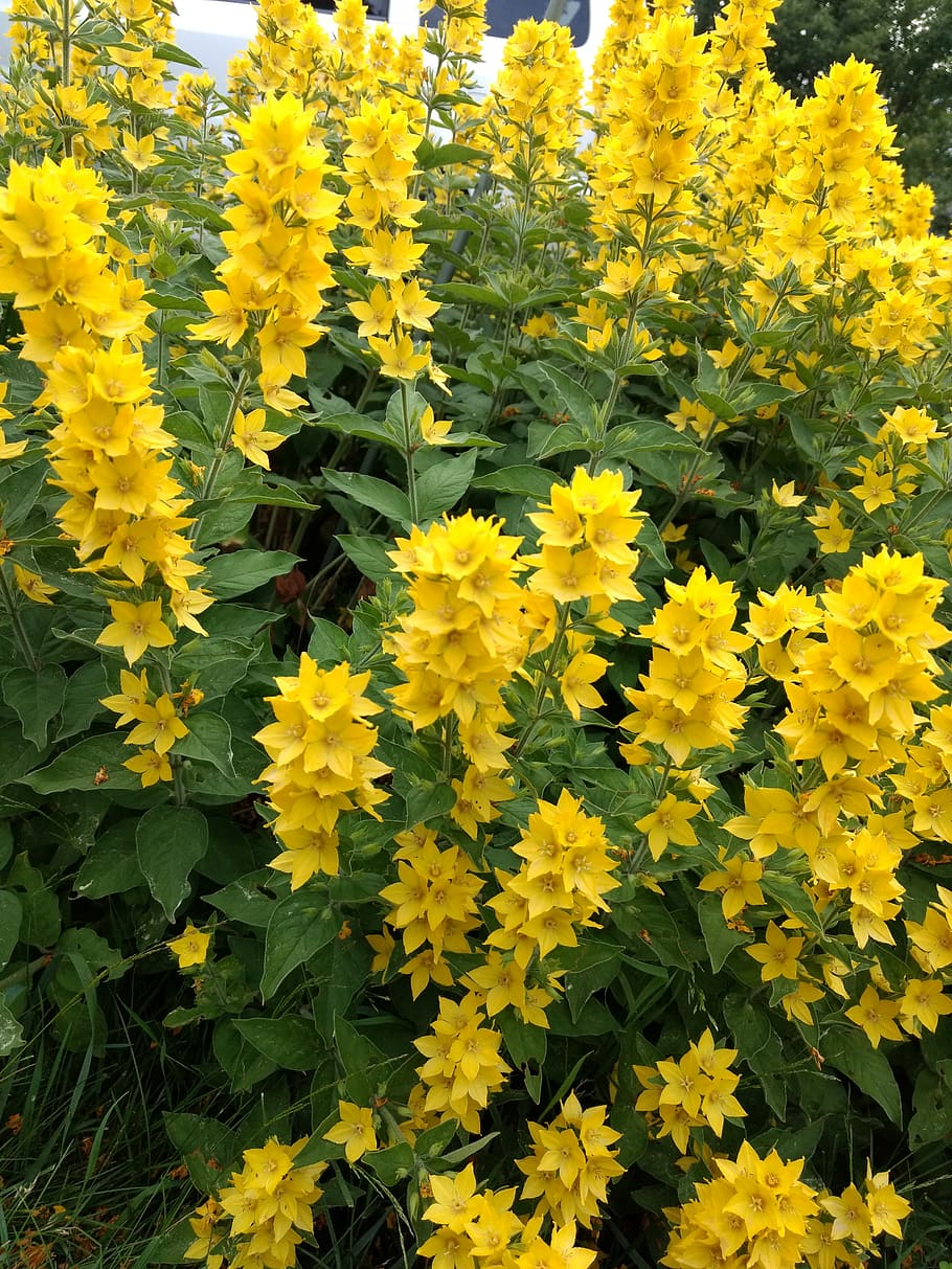 flower, flowering plant, yellow, freshness, vulnerability, fragility HD wallpaper