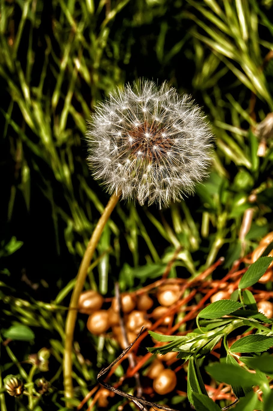 nature, plant, down, wild, spring, white, flower, flowering plant HD wallpaper