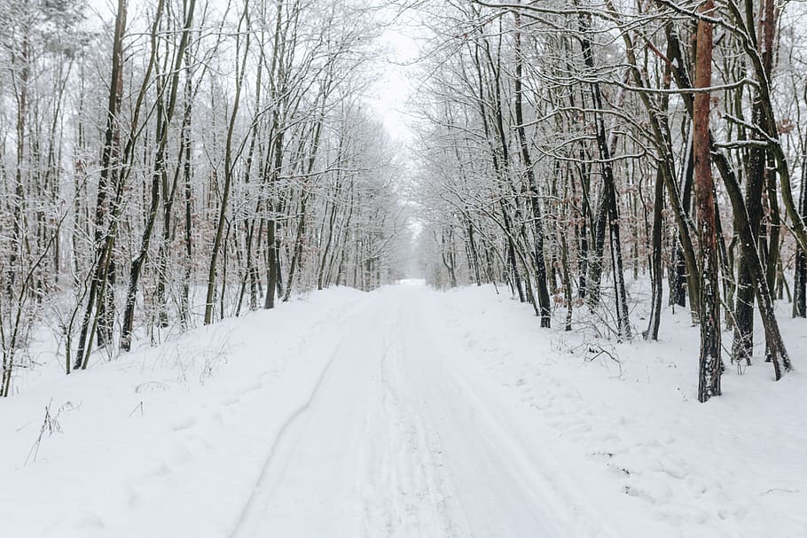 A snowy road in the forest, winter, white, day, path, way, route, HD wallpaper