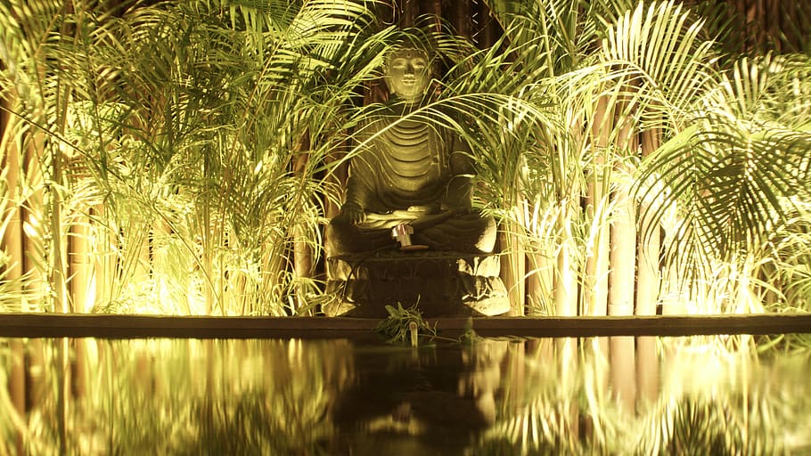 pool, buddha, vegetation, plants, water, nature, growth, reflection HD wallpaper