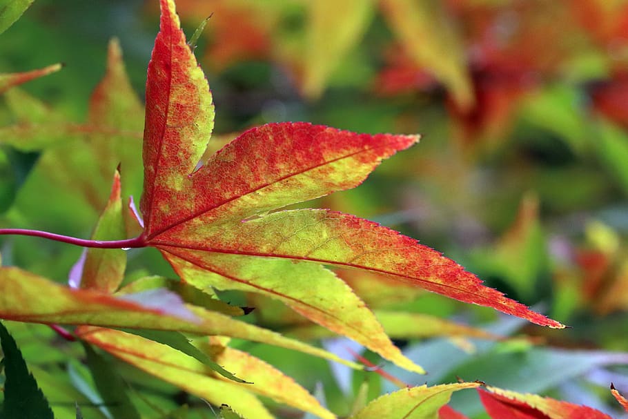 autumn leaves, maple, the leaves, nature, leaf, colorful, season, HD wallpaper