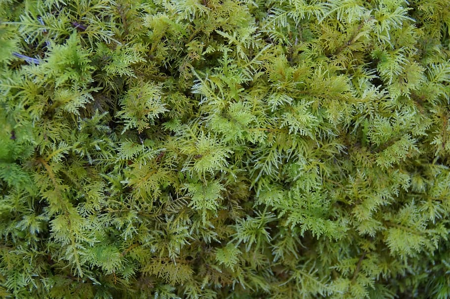 moss, green, texture, structure, background, forest floor, mossy, HD wallpaper
