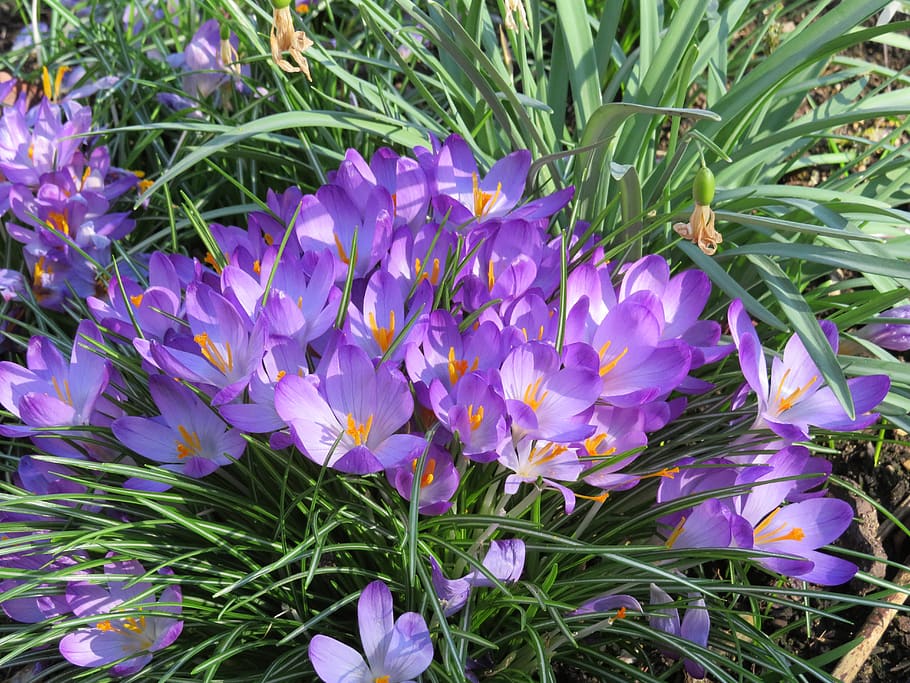 crocus, flower, spring, purple, bloom, flowering plant, beauty in nature HD wallpaper