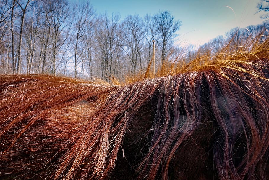 trees, horse, landscape, sky, plant, nature, day, hair, no people HD wallpaper